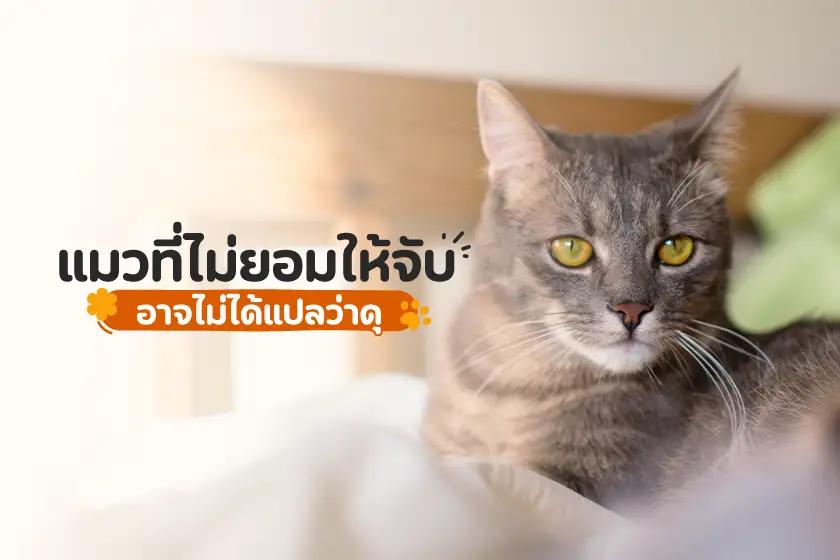 แมวที่ไม่ยอมให้จับ อาจไม่ได้แปลว่าดุเสมอไป!
