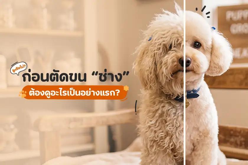 ก่อนตัดขน ช่างต้องดูอะไรเป็นอย่างแรก?
