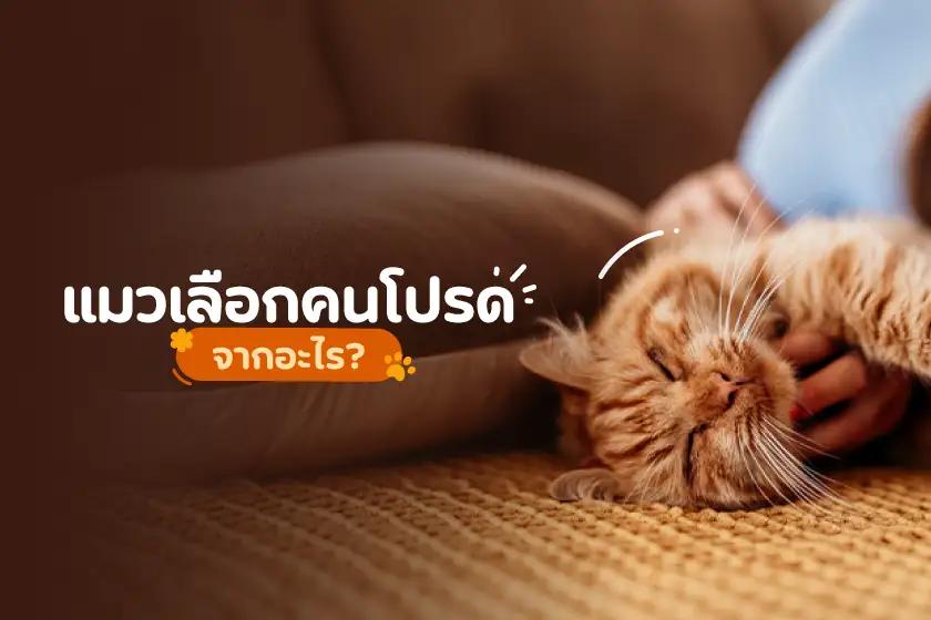 แมวเลือกคนโปรด จากอะไร?