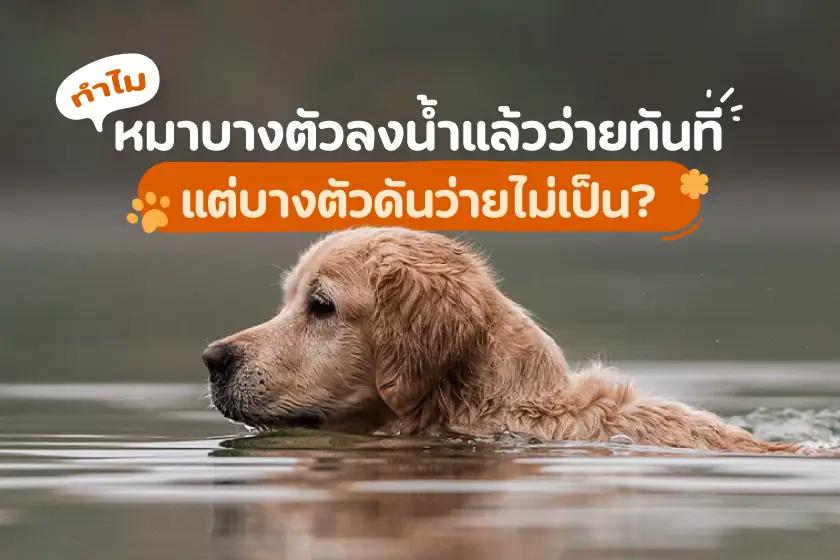 หมาบางตัวลงน้ำแล้วว่ายทันที แต่บางตัวดันว่ายน้ำไม่เป็น