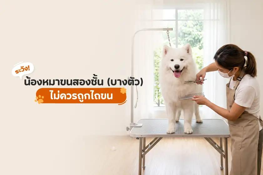 ระวัง! น้องหมาขนสองชั้น (บางตัว) ไม่ควรถูกไถขนเป็นอันขาด!