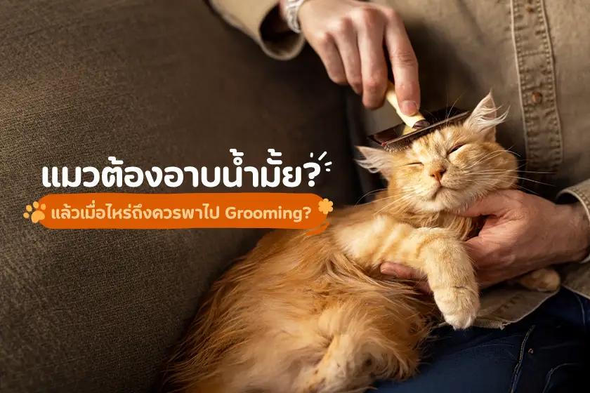 แมวต้องอาบน้ำมั้ย แล้วเมื่อไหร่ถึงควรพาไป Grooming?