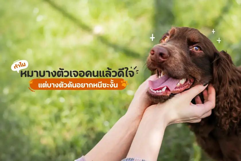 หมาบางตัวเจอคนแล้วดีใจ แต่บางตัวดันอยากหนีซะงั้น เพราะอะไร?