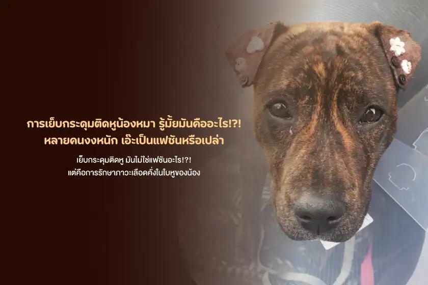 การเย็บกระดุมติดหูน้องหมา รู้มั้ยมันคืออะไร!?! หลายคนงงหนัก เอ๊ะเป็นแฟชันหรือเปล่า