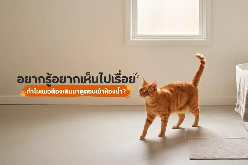 อยากรู้อยากเห็นไปเรื่อย ทำไมแมวต้องเดินมาดูเวลาเราเข้าห้องน้ำ?