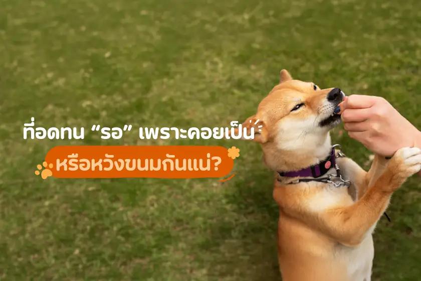 ที่อดทนรอ เพราะคอยเป็น หรือหวังขนมกันแน่?