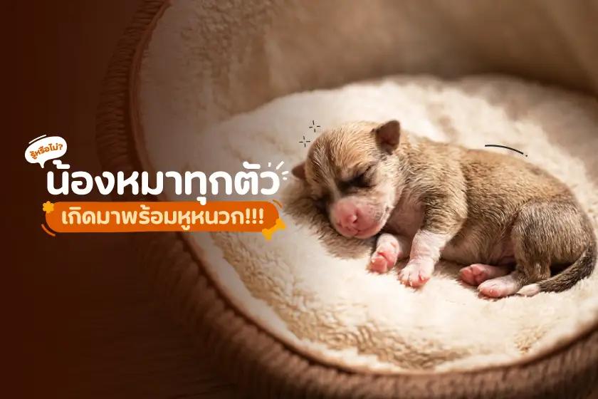 รู้หรือไม่? น้องหมาทุกตัว เกิดมาพร้อมหูหนวก!
