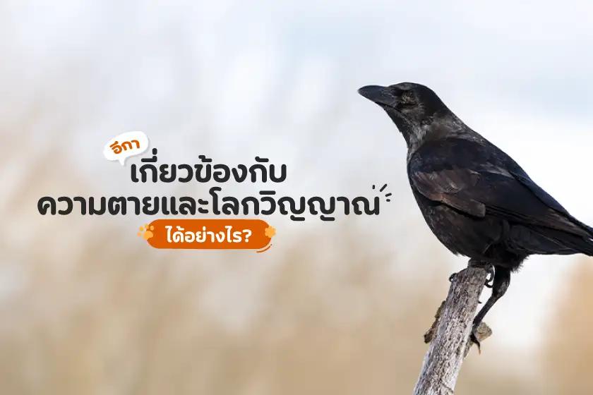 Article Banner