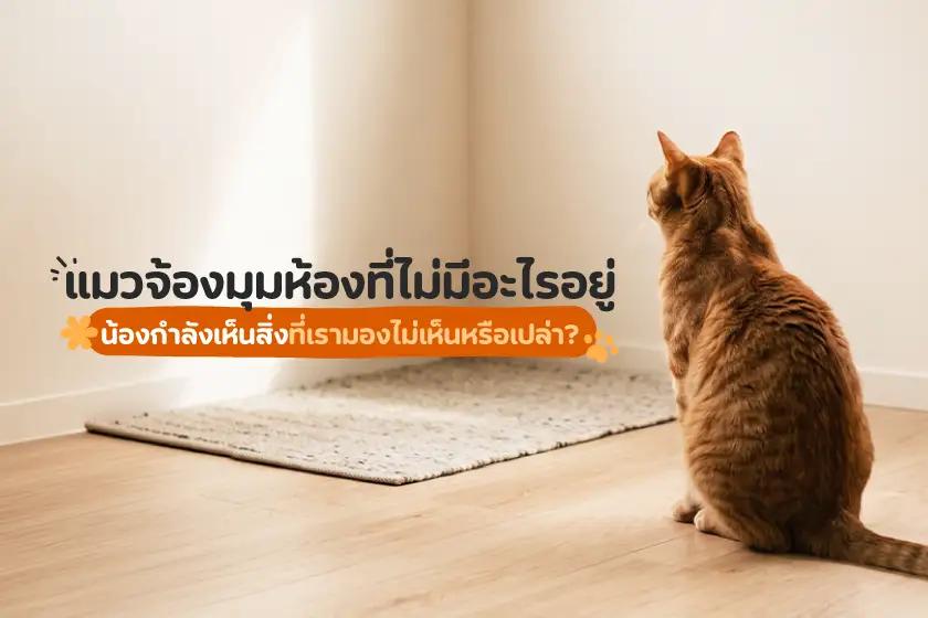 แมวจ้องมุมห้องที่ไม่มีอะไรอยู่ น้องกำลังมองเห็นสิ่งที่เราไม่เห็นหรือเปล่า?