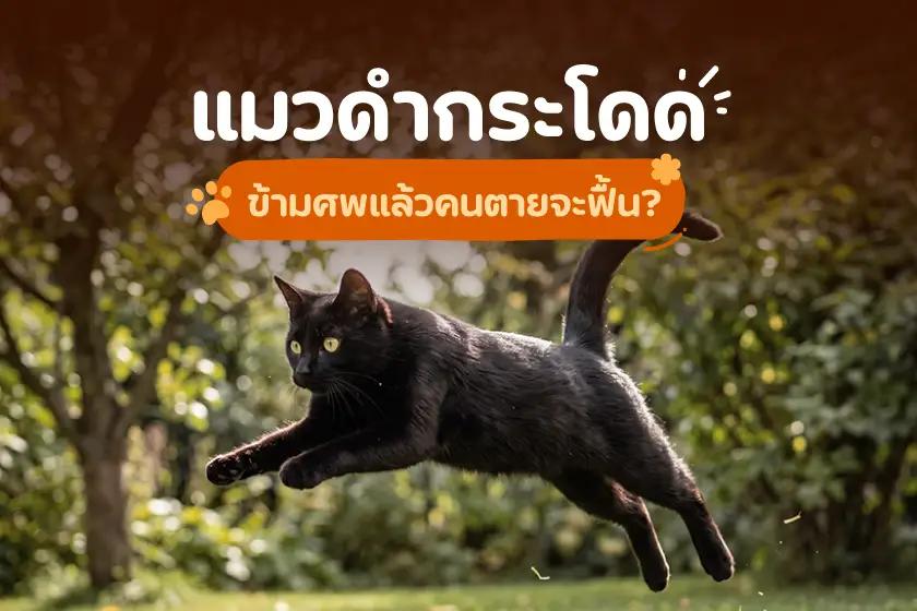แมวดำกระโดดข้ามศพแล้วคนตายจะฟื้นมั้ย?