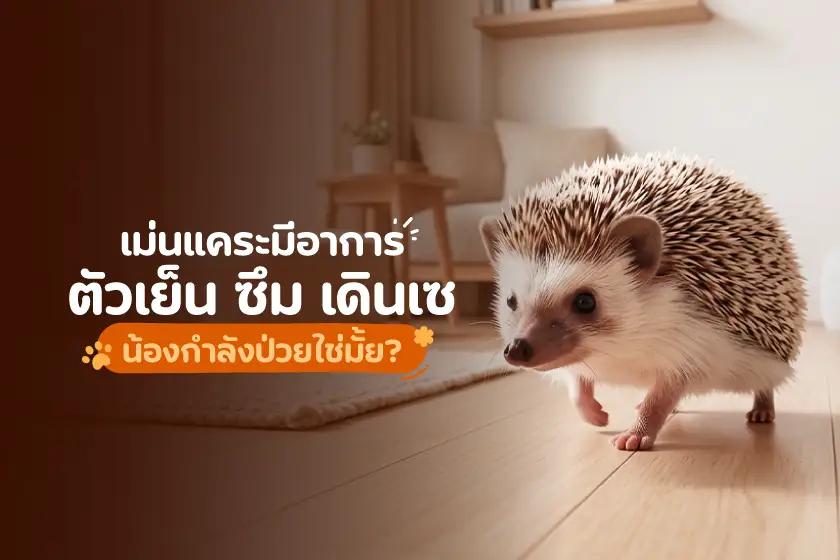 เม่นแคระมีอาการตัวเย็น ซึม เดินเซ น้องกำลังป่วยใช่มั้ย?
